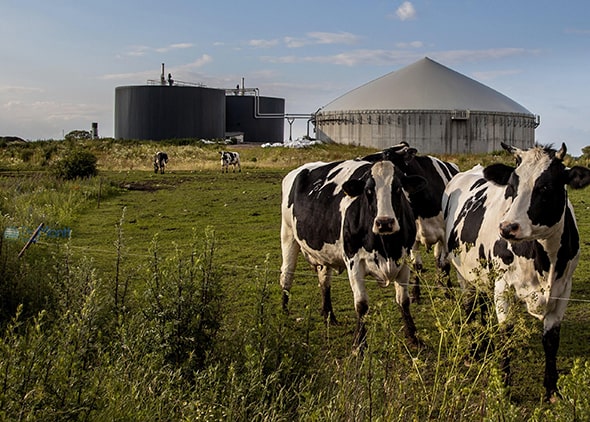biogas-cow-small-min.jpg